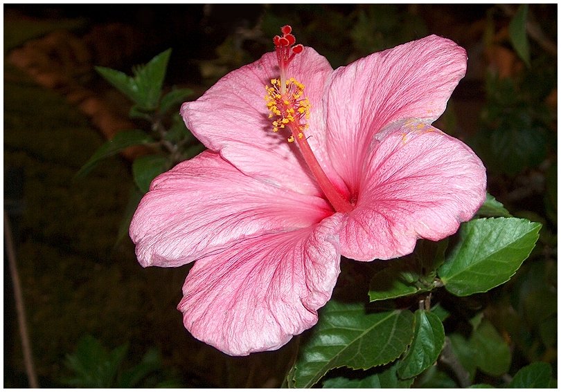 Hibiscus....bei nacht