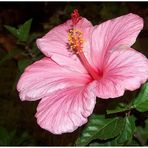 Hibiscus....bei nacht