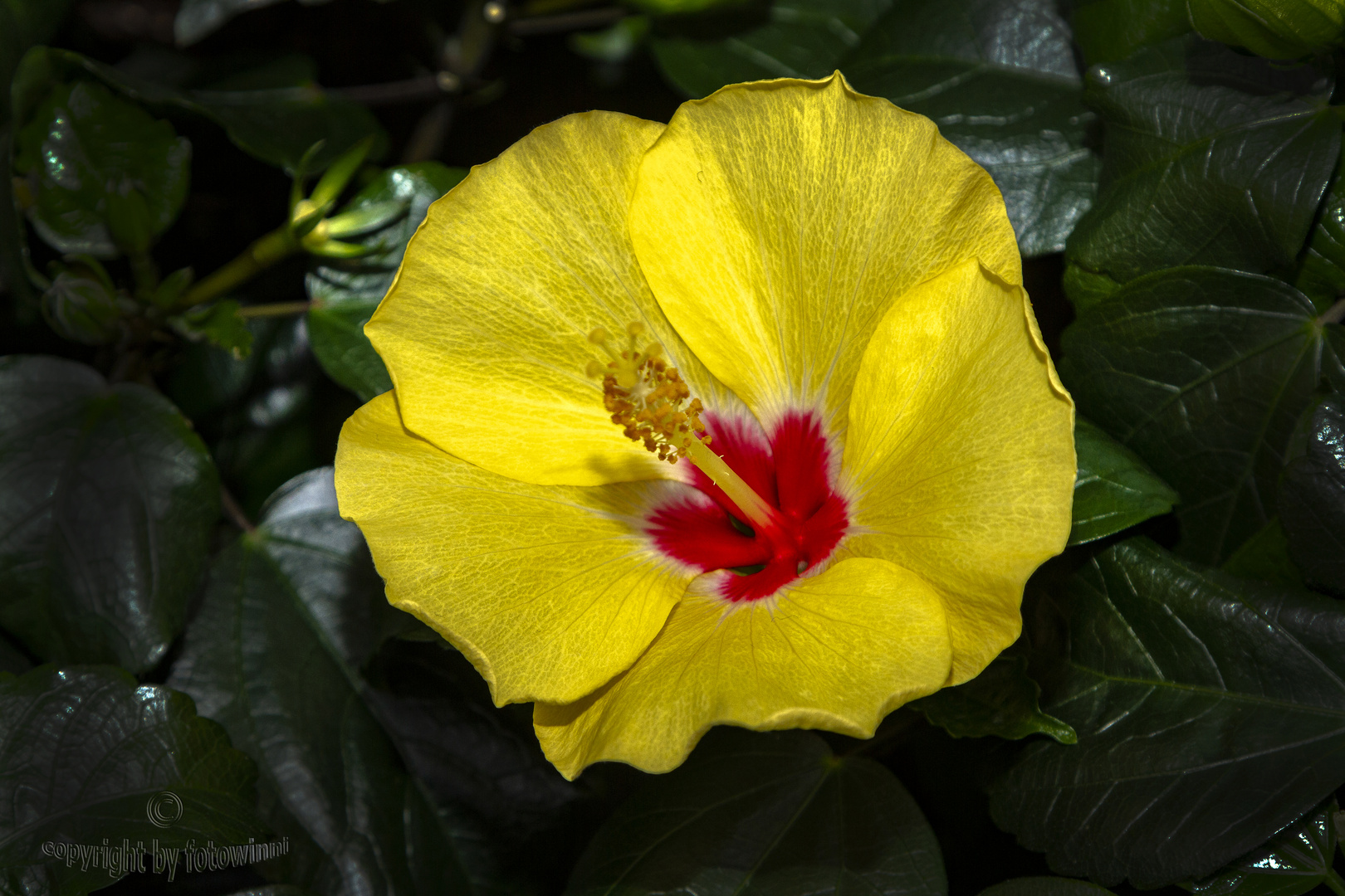 Hibiscusblüte (auch Chinarose genannt)