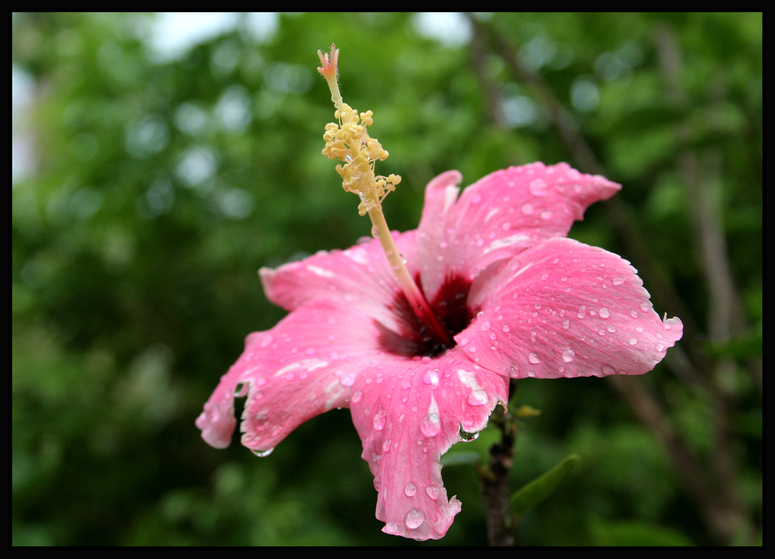 Hibiscusblüte nach thailändischem Spontanregen