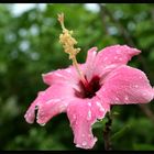 Hibiscusblüte nach thailändischem Spontanregen