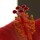 Hibiscusblüte - Stempel und Staubgefäße