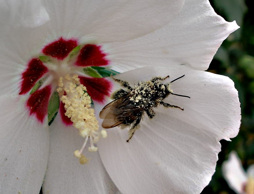 hibiscus,mit hummel