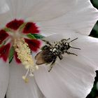 hibiscus,mit hummel