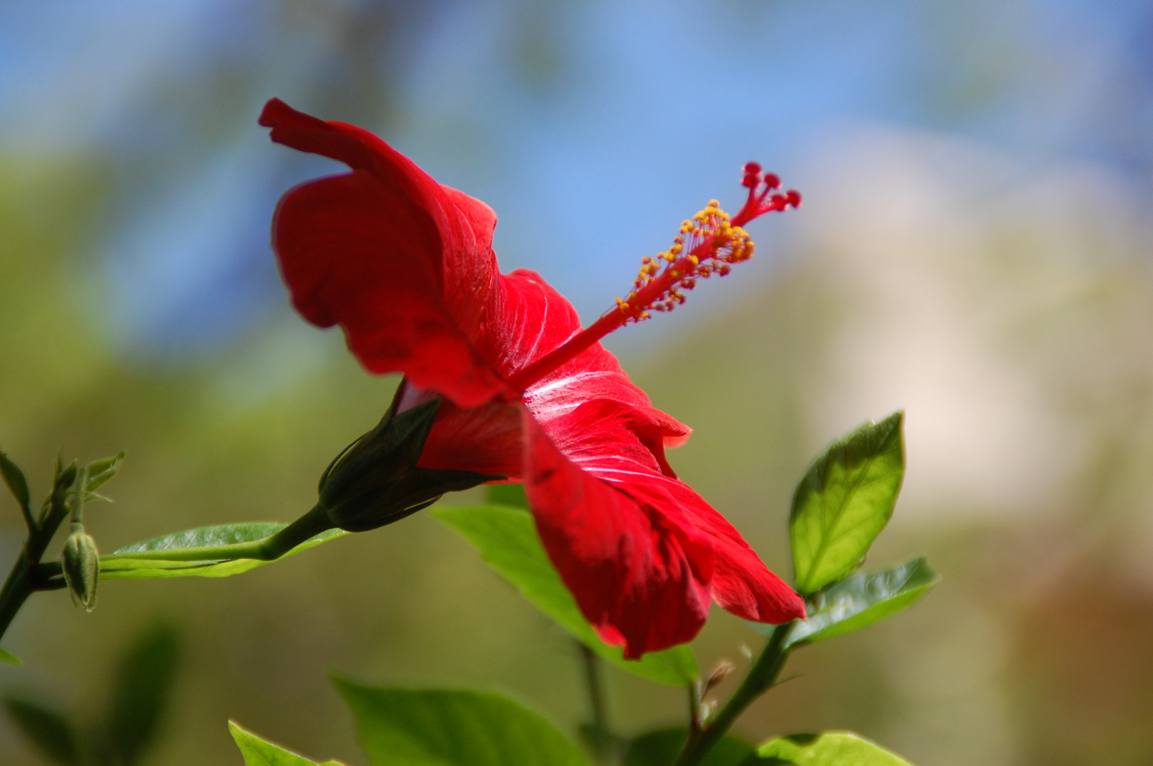 Hibiskua Fuerteventura