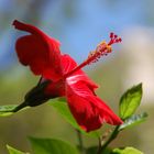 Hibiskua Fuerteventura