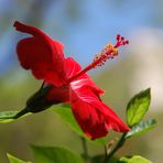 Hibiskua Fuerteventura