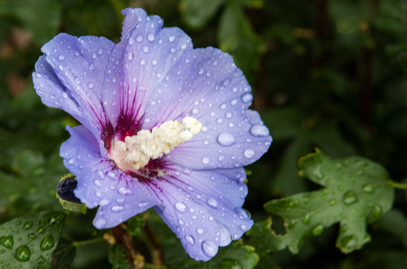 Hibiskus 001 