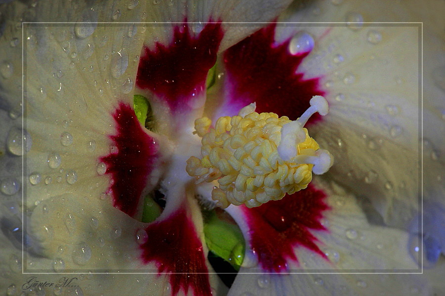 Hibiskus