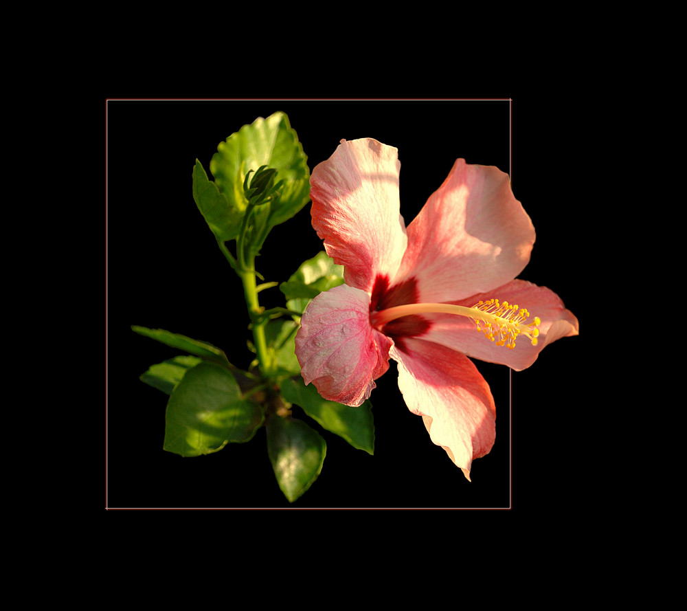 Hibiskus