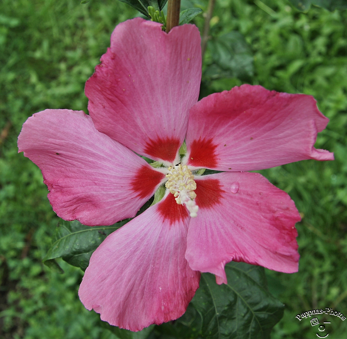 Hibiskus /01