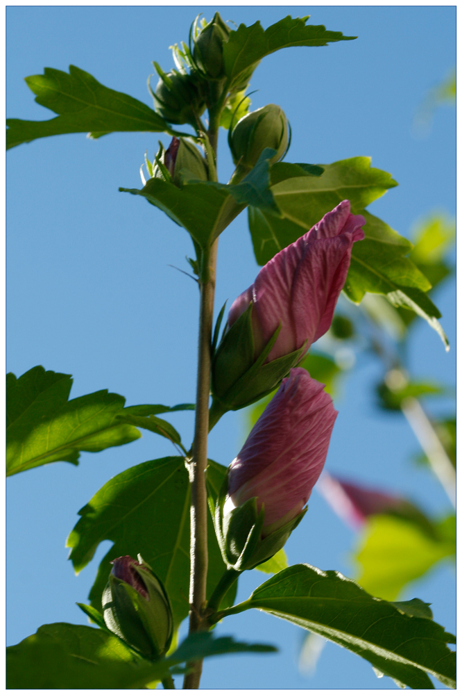 Hibiskus