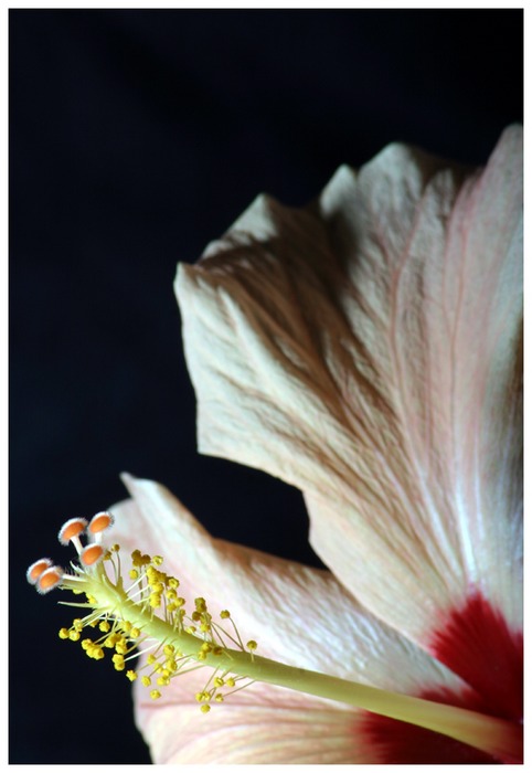 Hibiskus