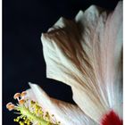 Hibiskus