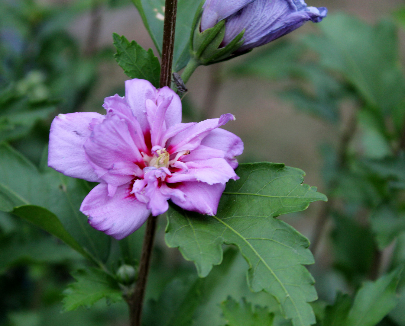 Hibiskus