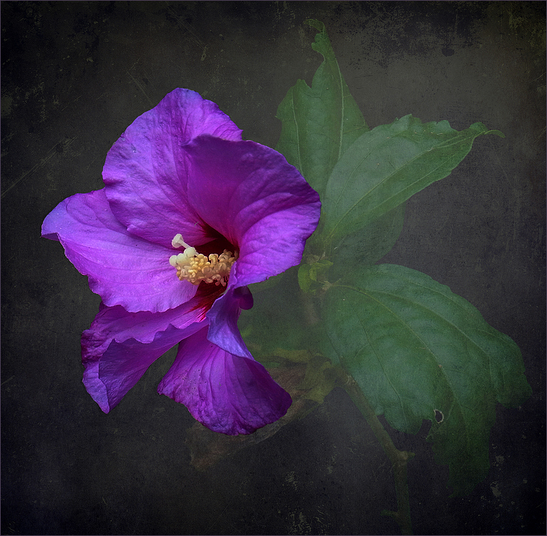 Hibiskus