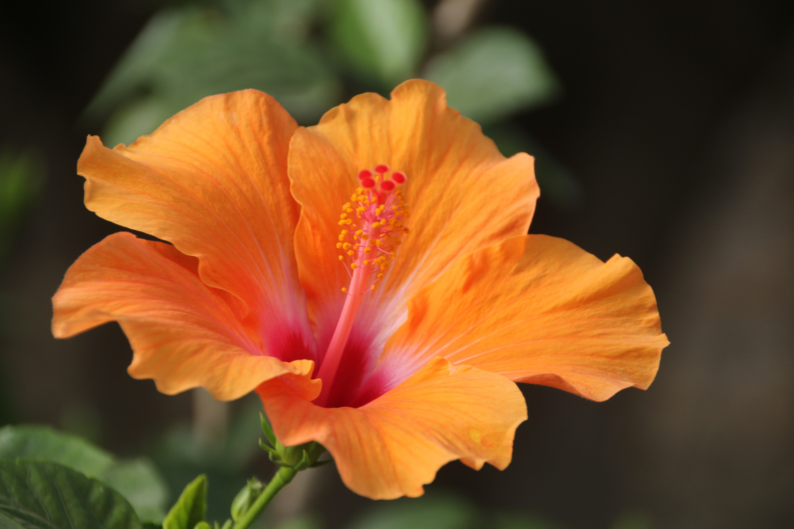 Hibiskus