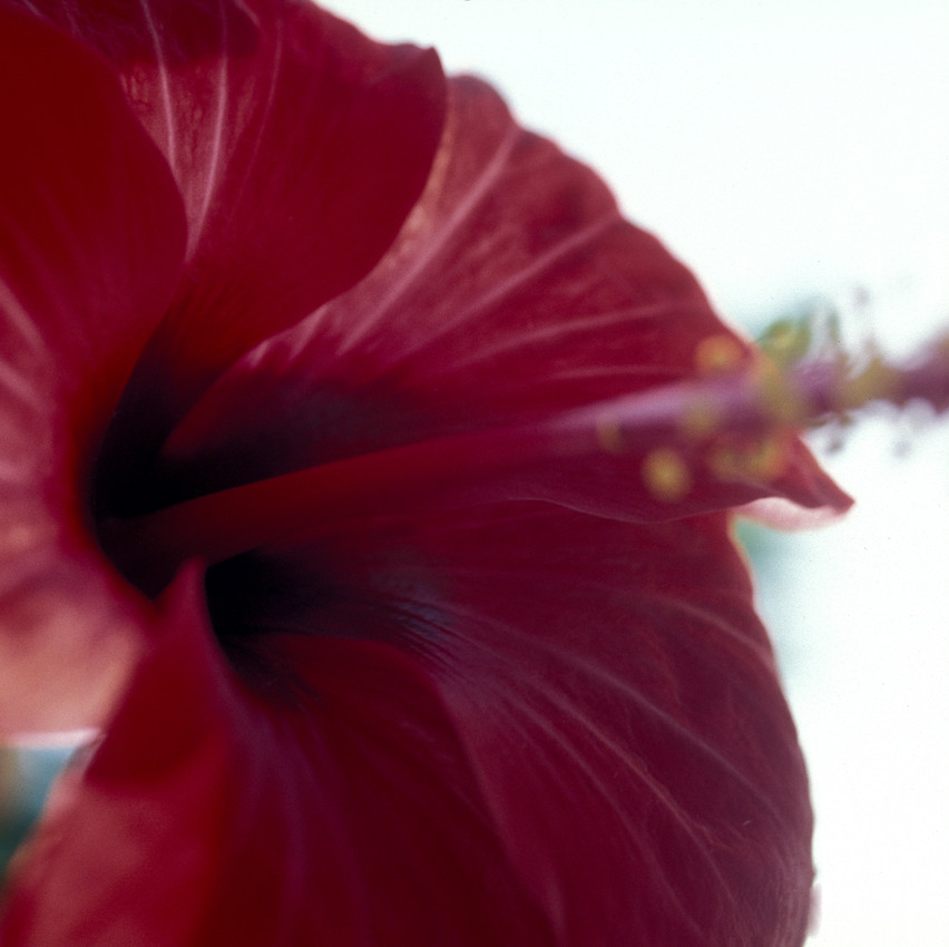 Hibiskus