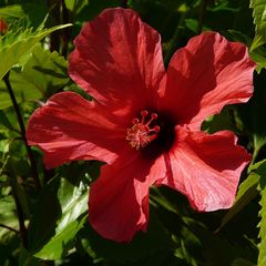 Hibiskus