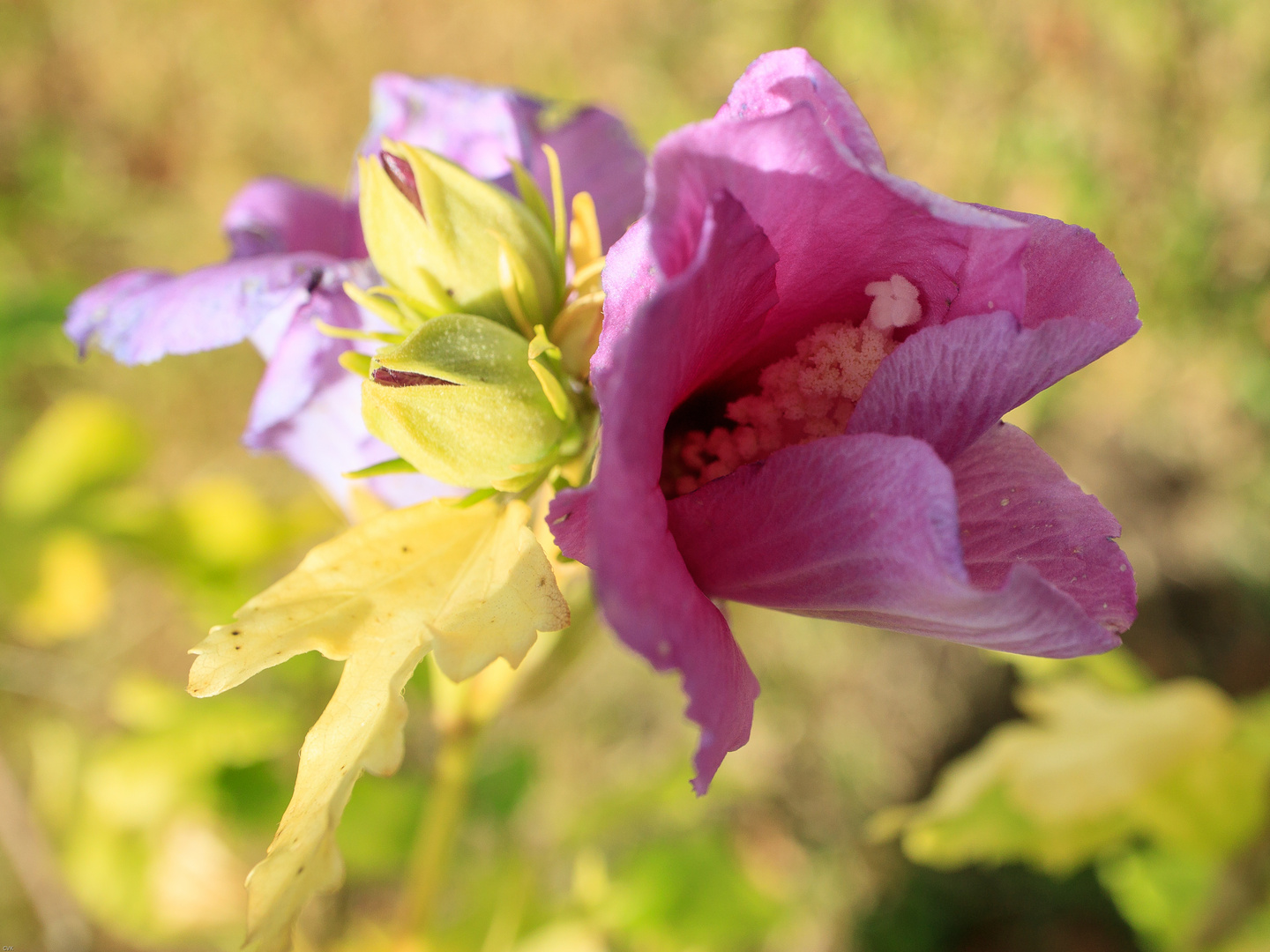 Hibiskus-0305