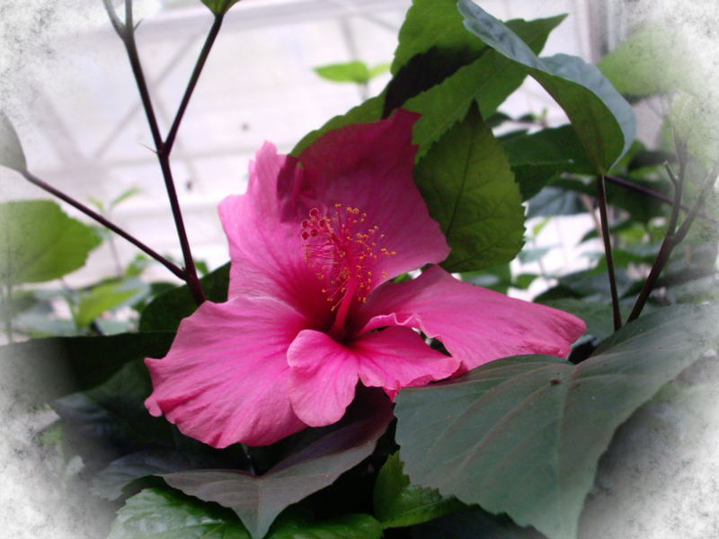 Hibiskus