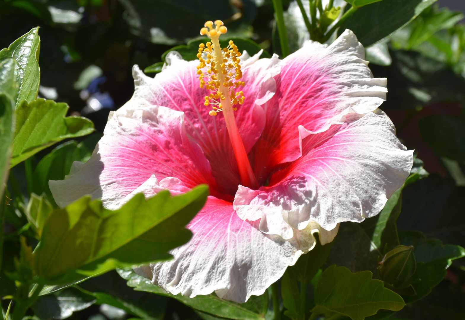 Hibiskus