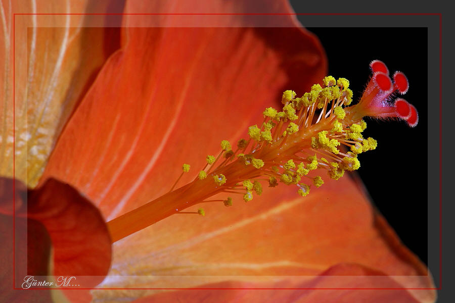 Hibiskus