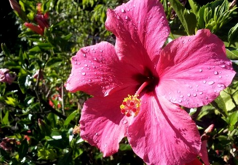 Hibiskus