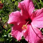 Hibiskus