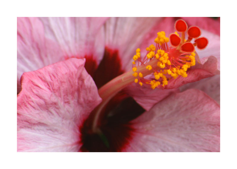 Hibiskus