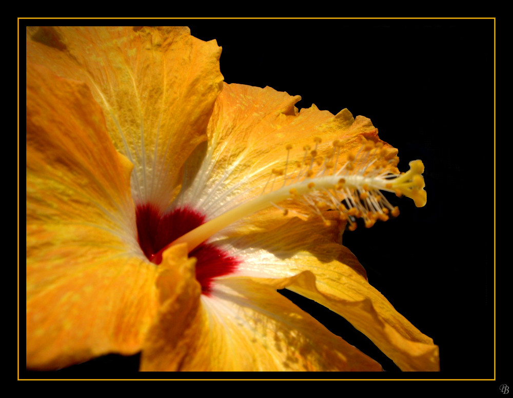 Hibiskus