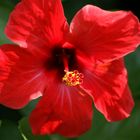 Hibiskus