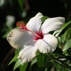 Hibiskus