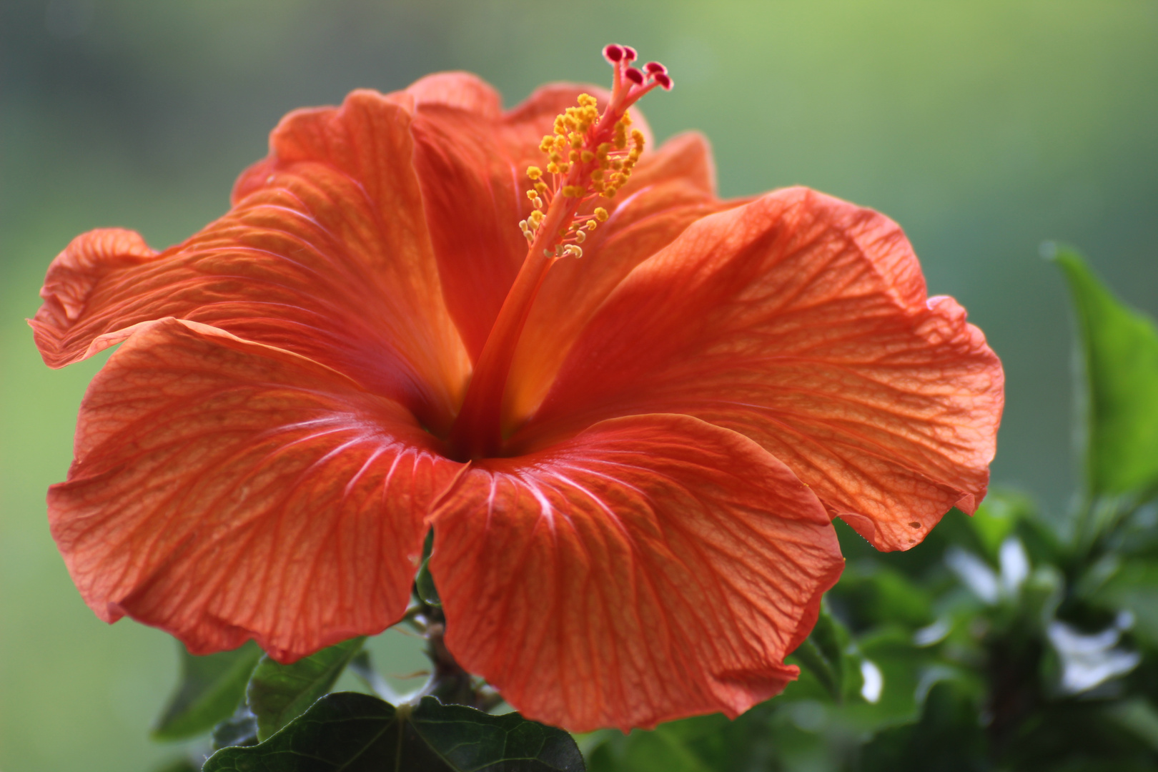 Hibiskus 