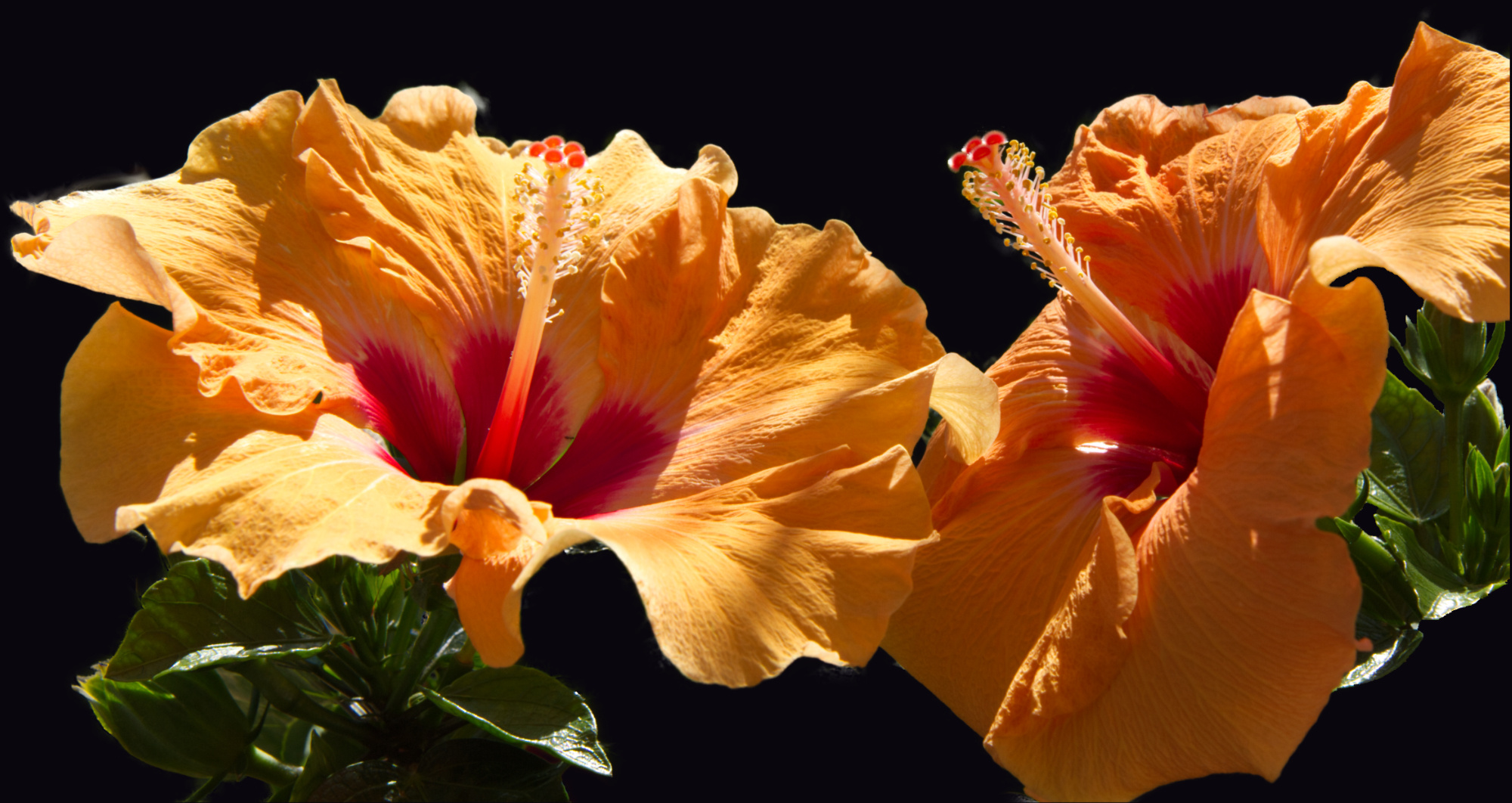 Hibiskus