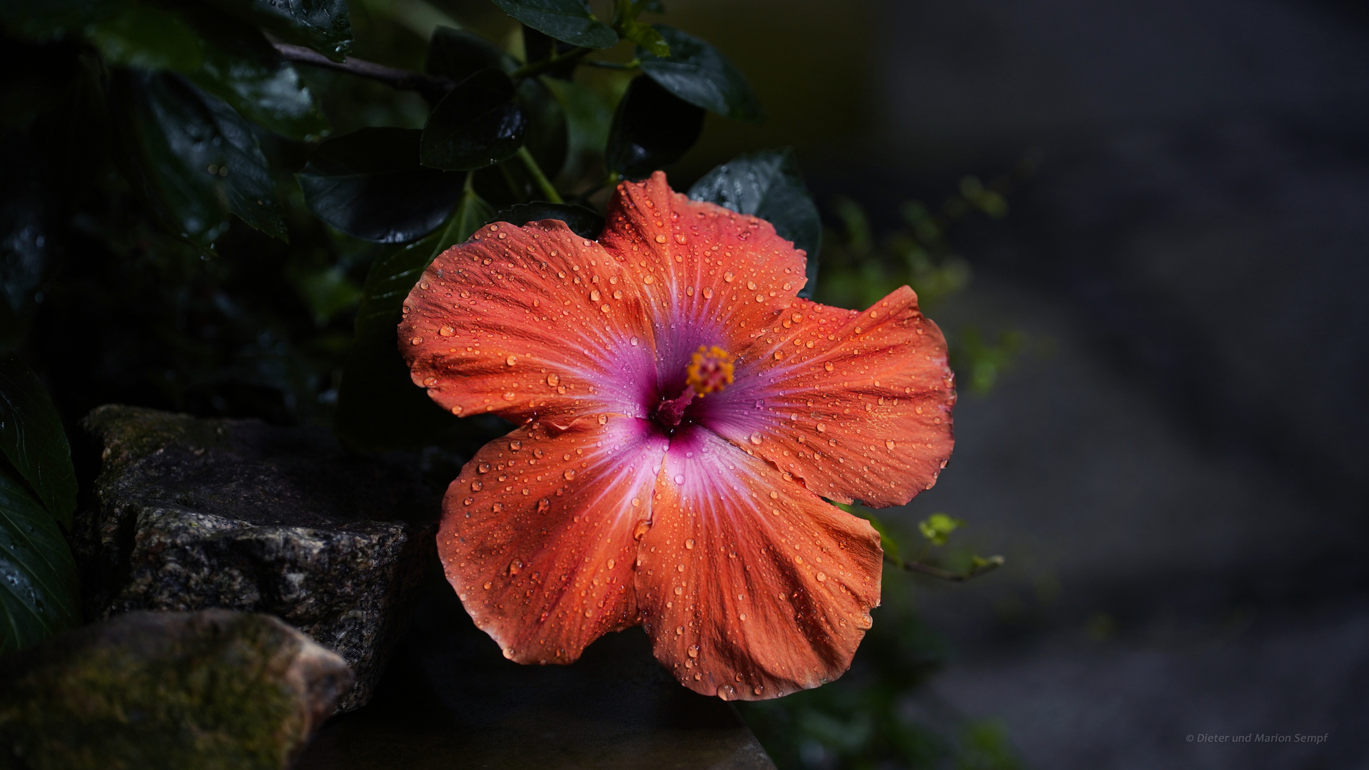 Hibiskus