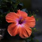 Hibiskus