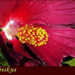 Hibiskus