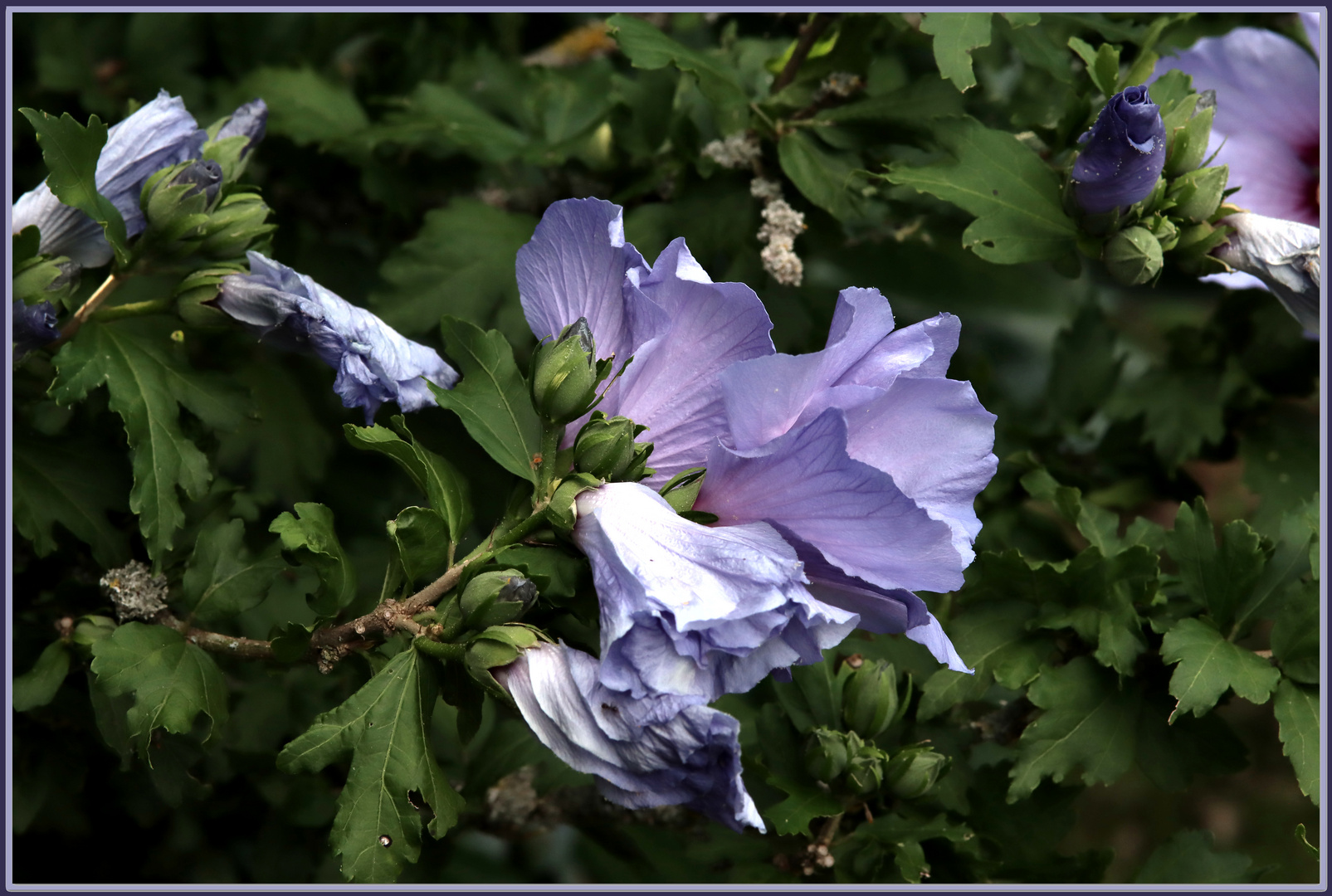 Hibiskus 08142020