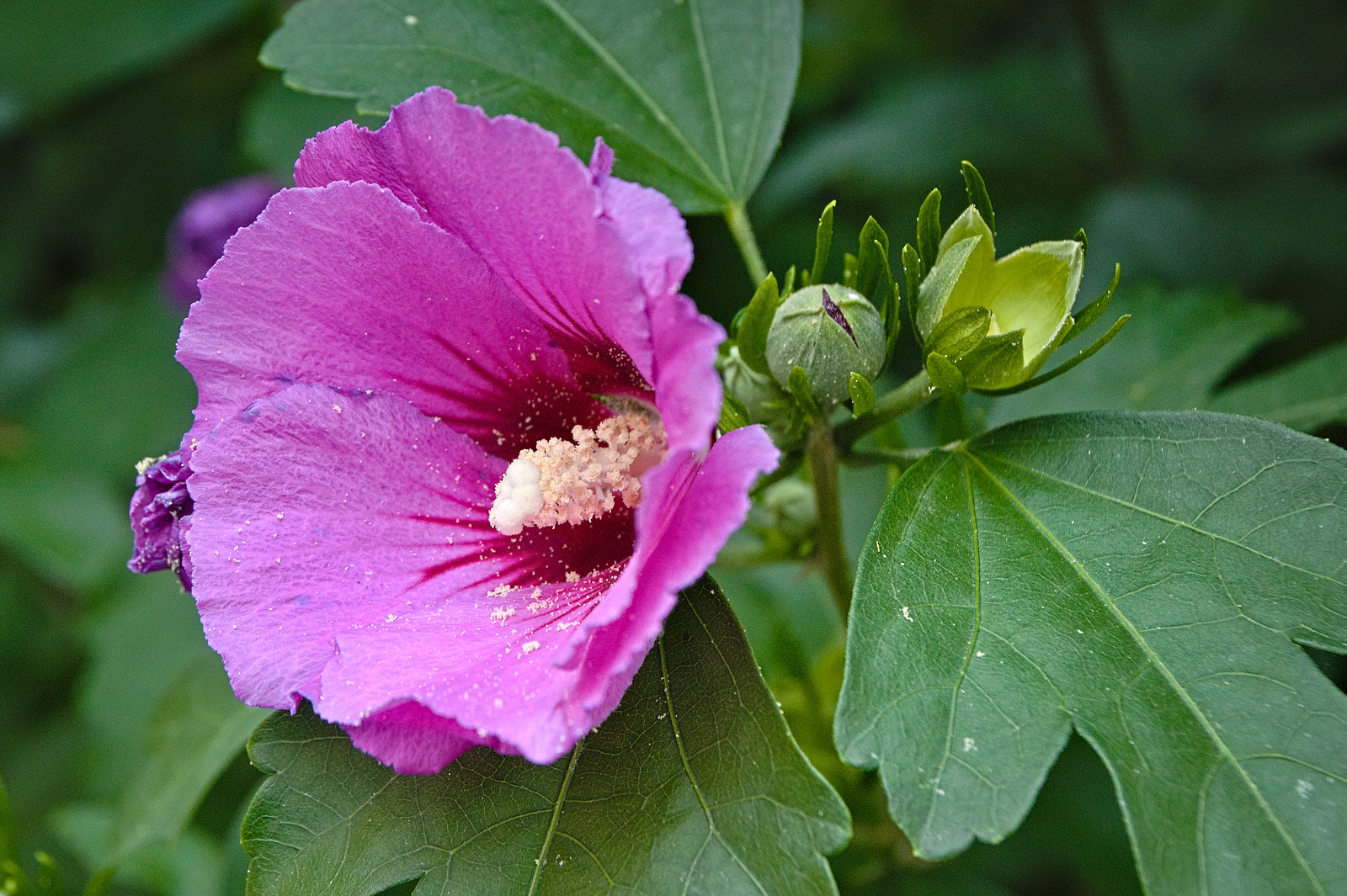 Hibiskus