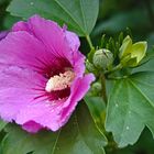 Hibiskus