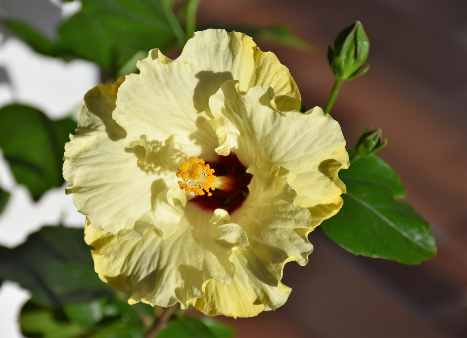 Hibiskus