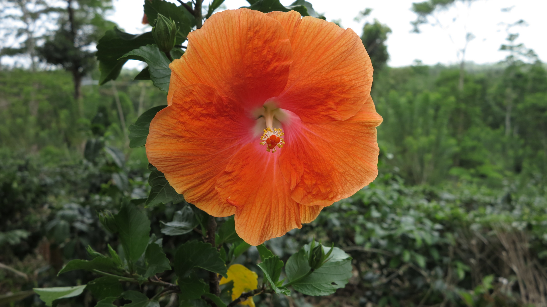 Hibiskus