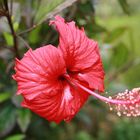 Hibiskus