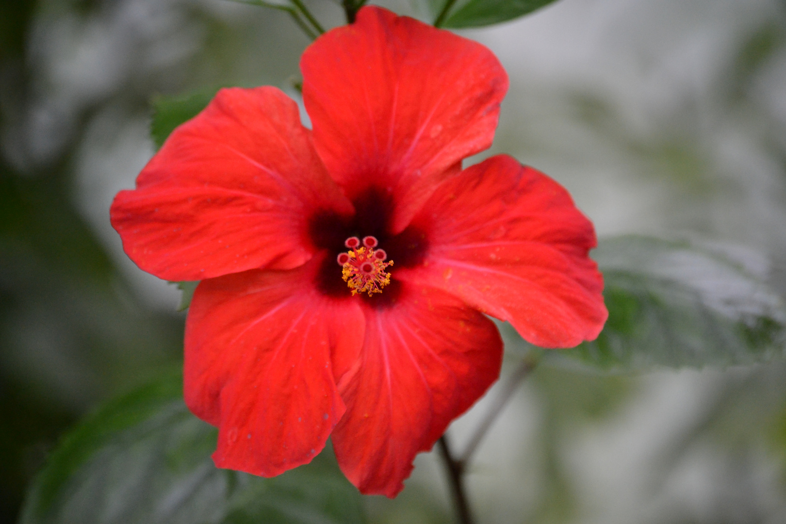 Hibiskus