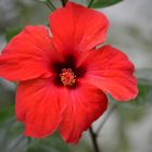 Hibiskus