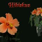 hibiskus