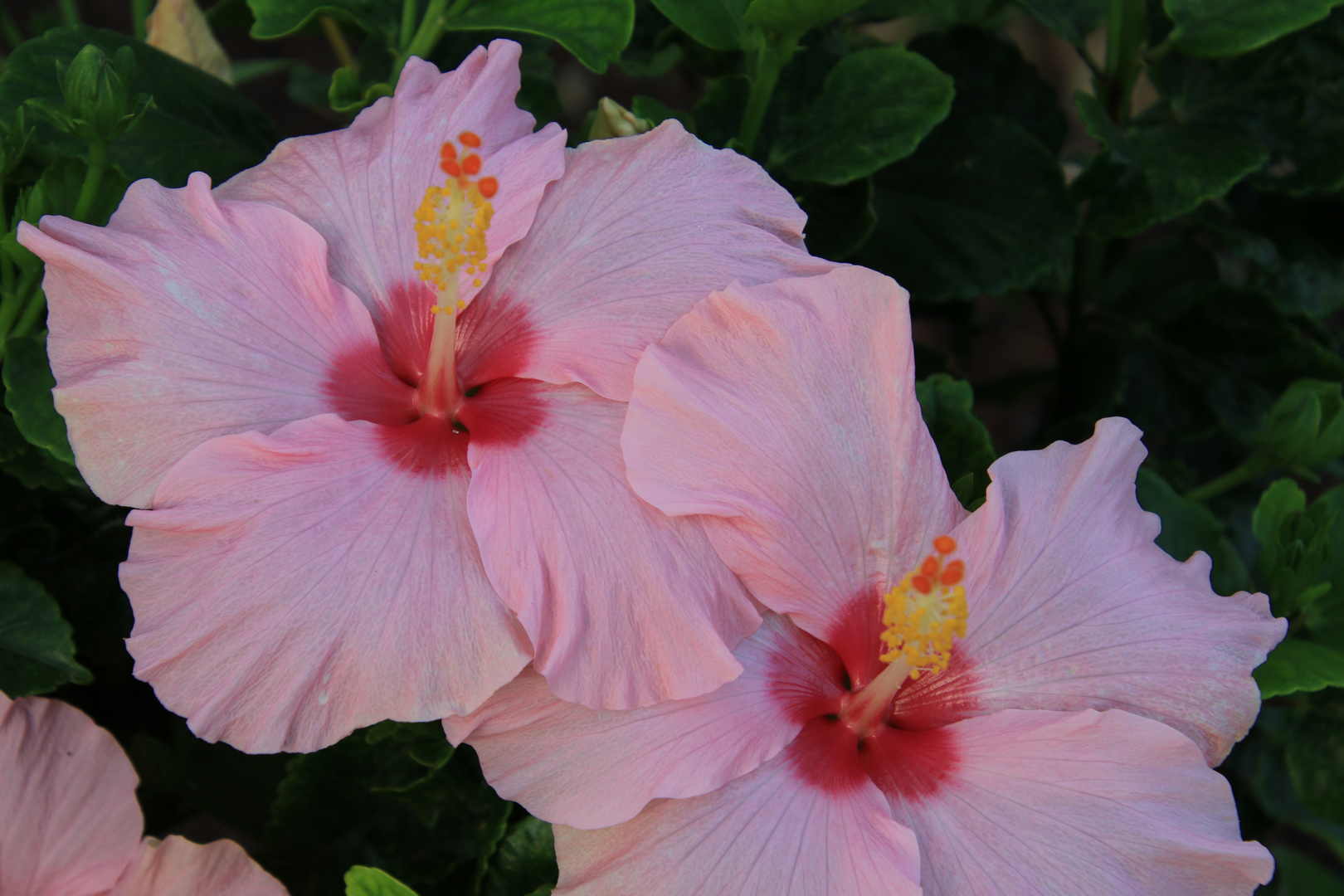 Hibiskus