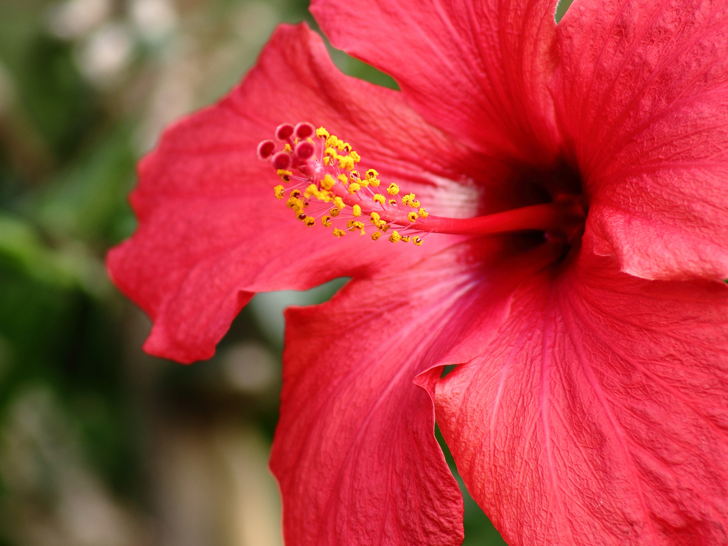 Hibiskus