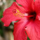 Hibiskus